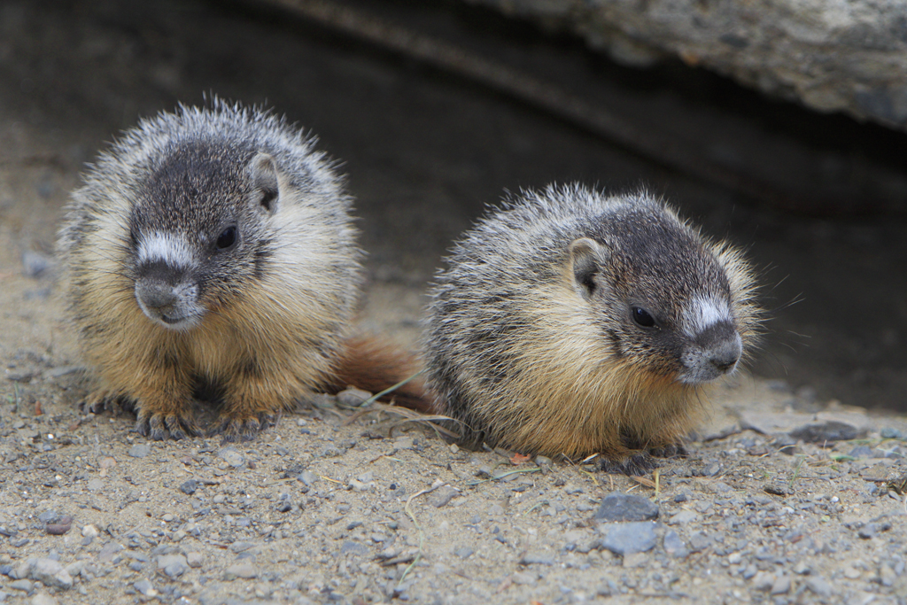 Two Yellow-bellied marmot pups