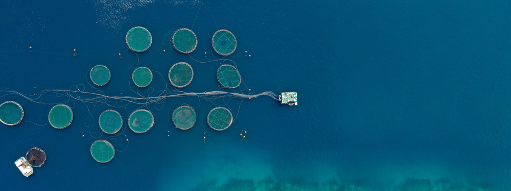 Aerial drone ultra wide panoramic photo of large fish farming unit of sea bass and sea bream in growing cages in calm deep waters of Galaxidi area, Greece