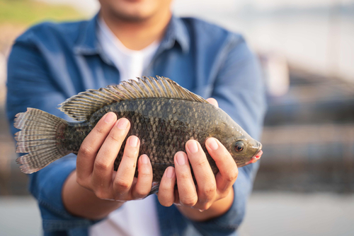 Aquaculture farmers hold quality tilapia yields in hand, guaranteeing integrity in organic bio-aquaculture. Commercial aquaculture in large rivers in Asia. Fish is a high-quality protein food source.